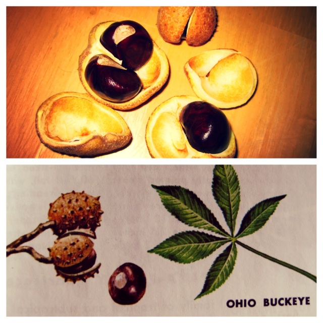 Maggie's Mind Mumbles//: Ohio Buckeye tree nut and leaves